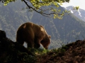 Bruine beer in de Franse Pyreneeën