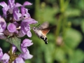Kolibrivlinder in de Pyreneeën